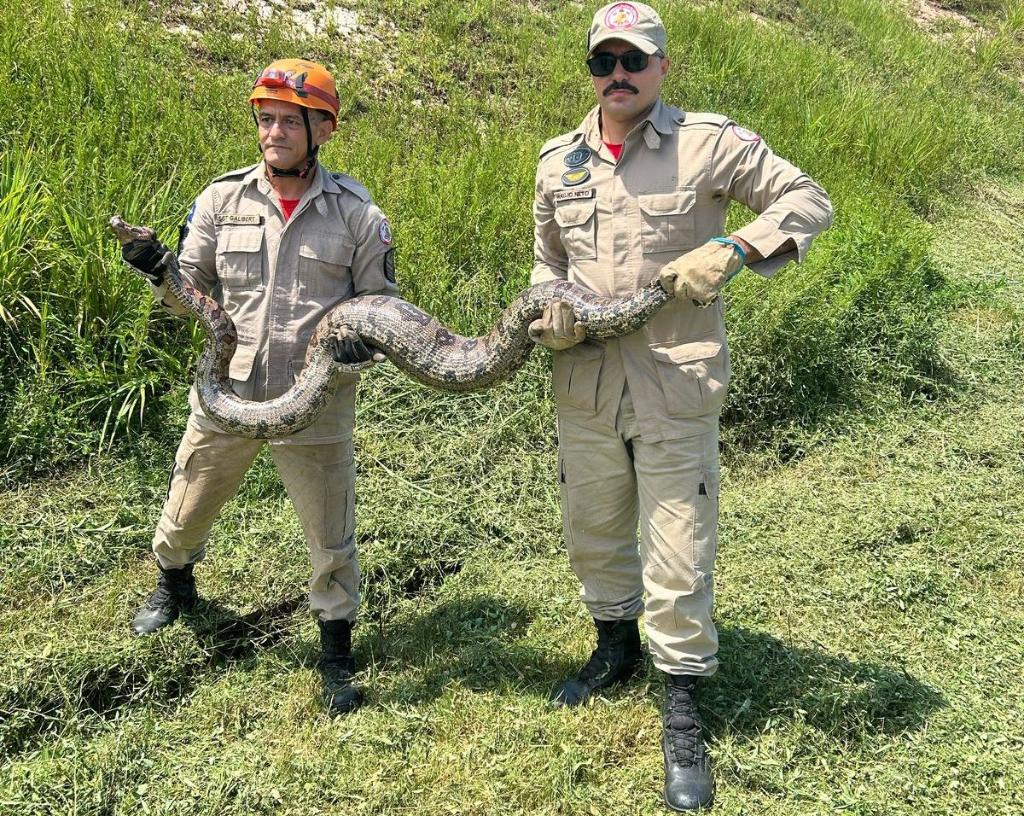 Corpo de Bombeiros resgata jiboia de cerca de 4 metros e cão pitbull Corpo de Bombeiros resgata jiboia de cerca de 4 metros e cão pitbull